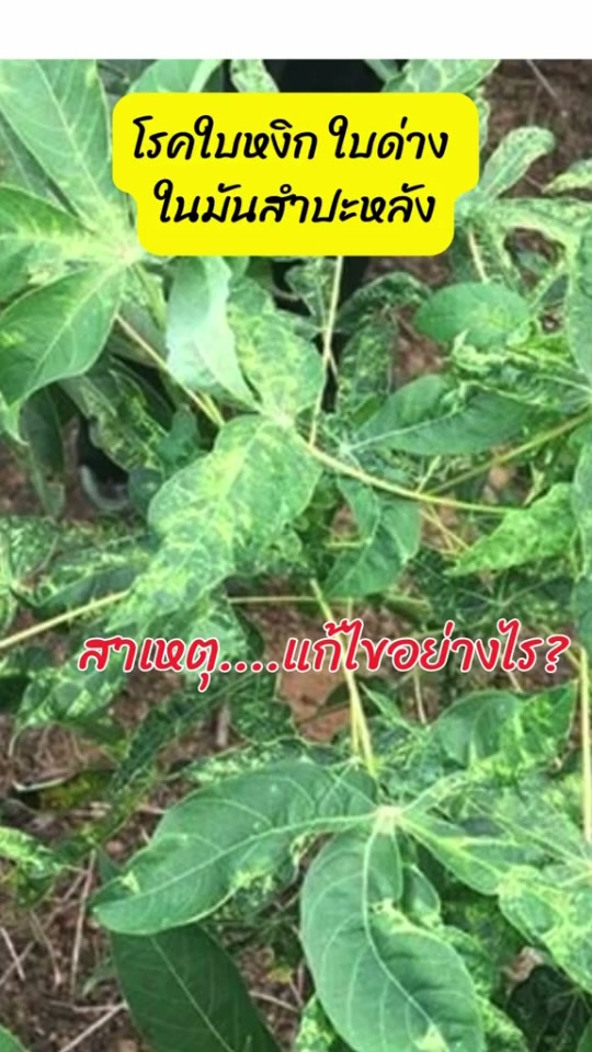 แอ็กเฟน สารจำกัดแมลงหวี่ขาว